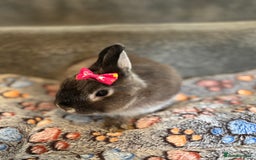 Netherland Dwarf rabbits for sale: Pure bred netherland dwarf ready to reserve  - Image 17