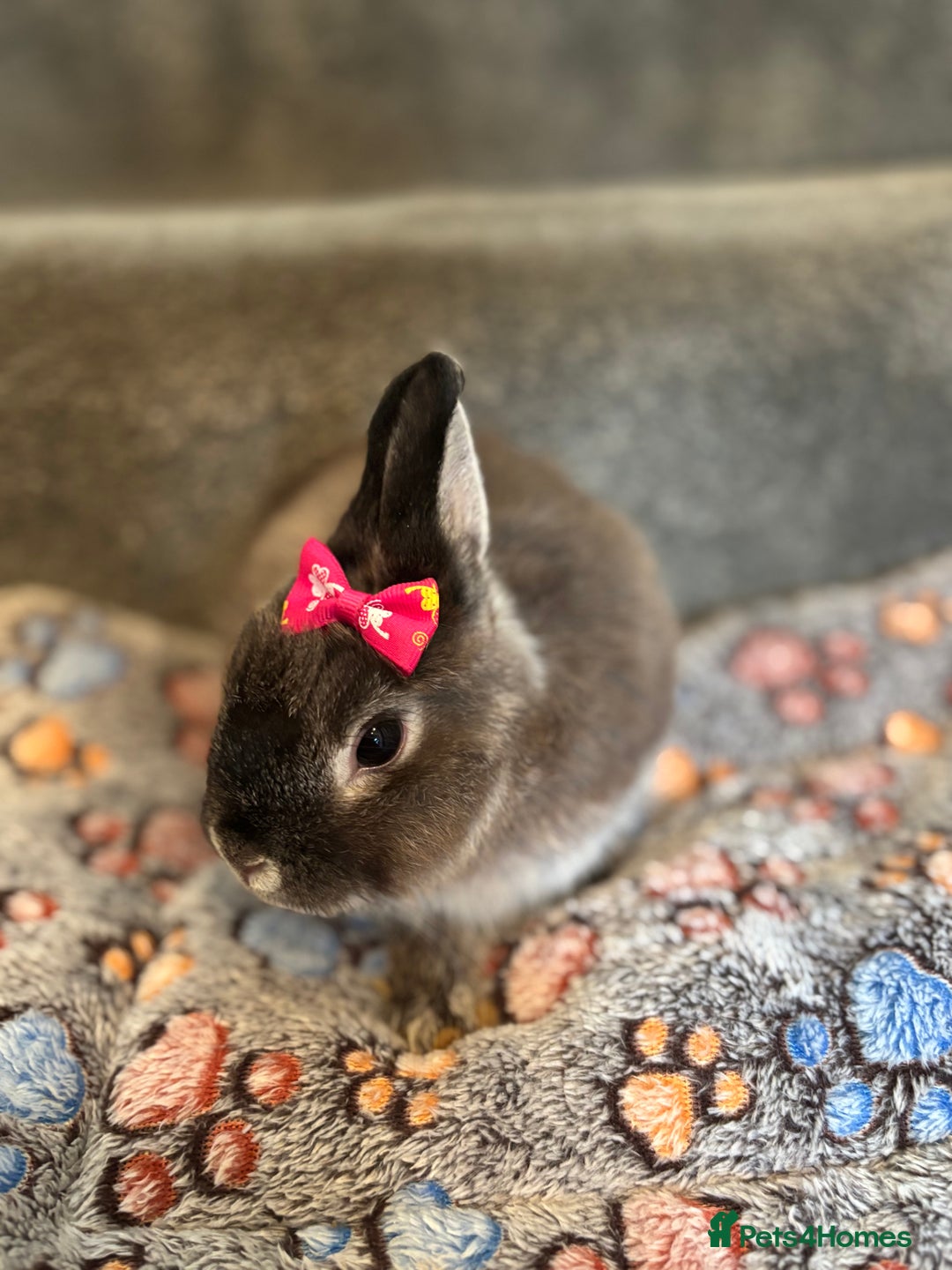 Netherland Dwarf rabbits for sale: Pure bred netherland dwarf ready to reserve  - Image 17