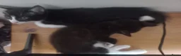 Mixed Breed cats for sale: Gorgeous kittens for sale  in South Croydon - Advert 10