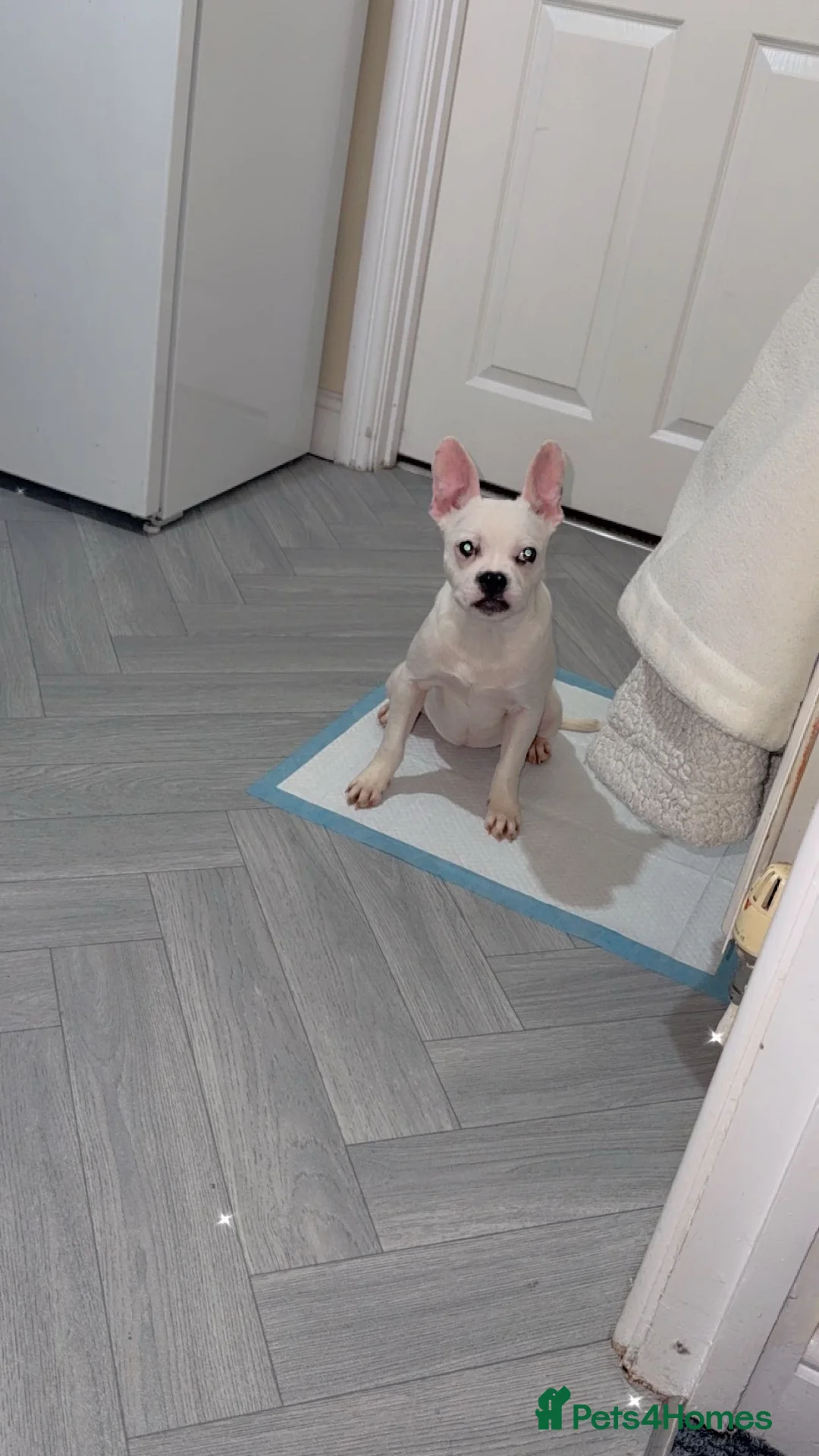 Mixed Breed dogs for sale: Staffy x French bulldog  - Advert 9