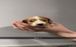 Cocker Spaniel dogs for sale: Cocker spaniel pups  - Image 18
