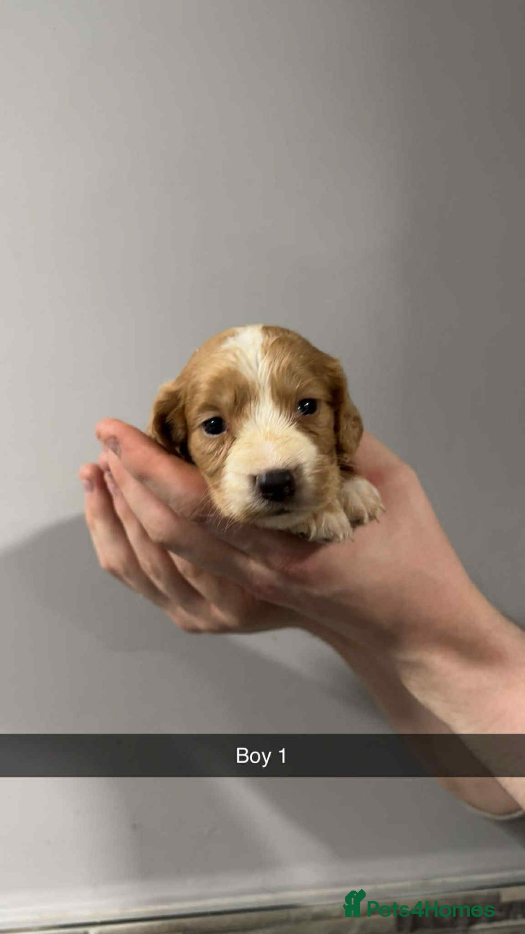 Cocker Spaniel dogs for sale: Cocker spaniel pups  - Image 18