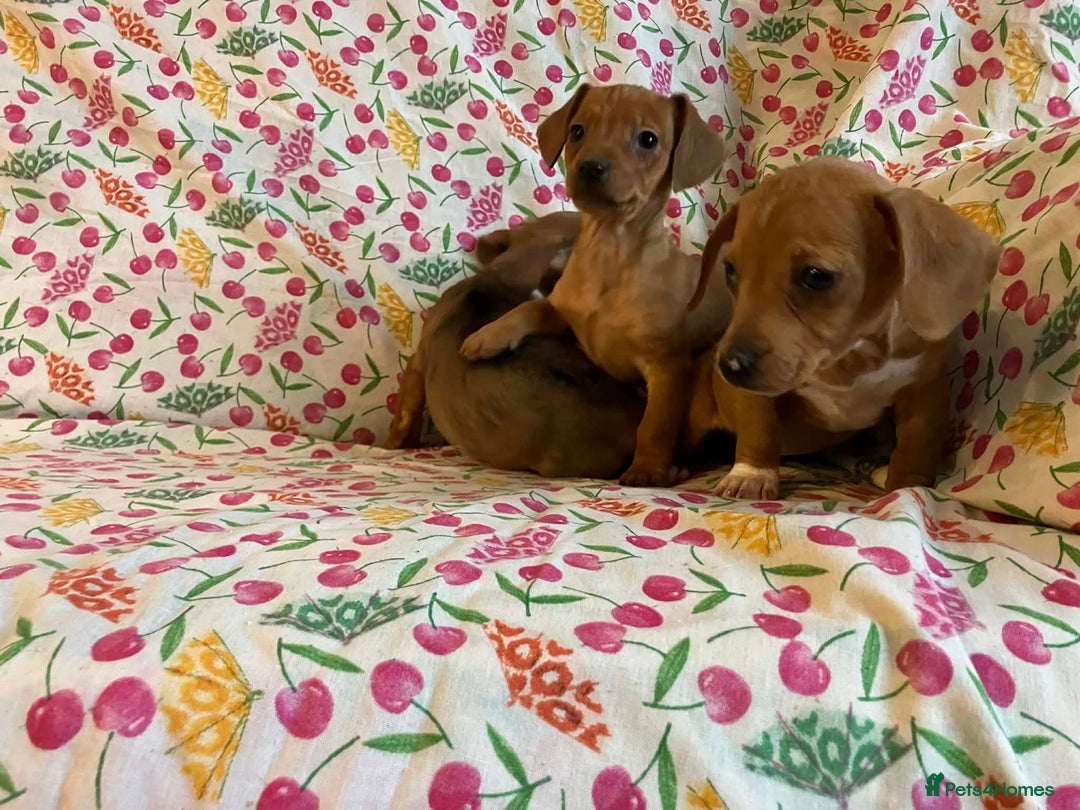 Mixed Breed dogs for sale: Miniature jack russel X Miniature dachshund  - Advert 7