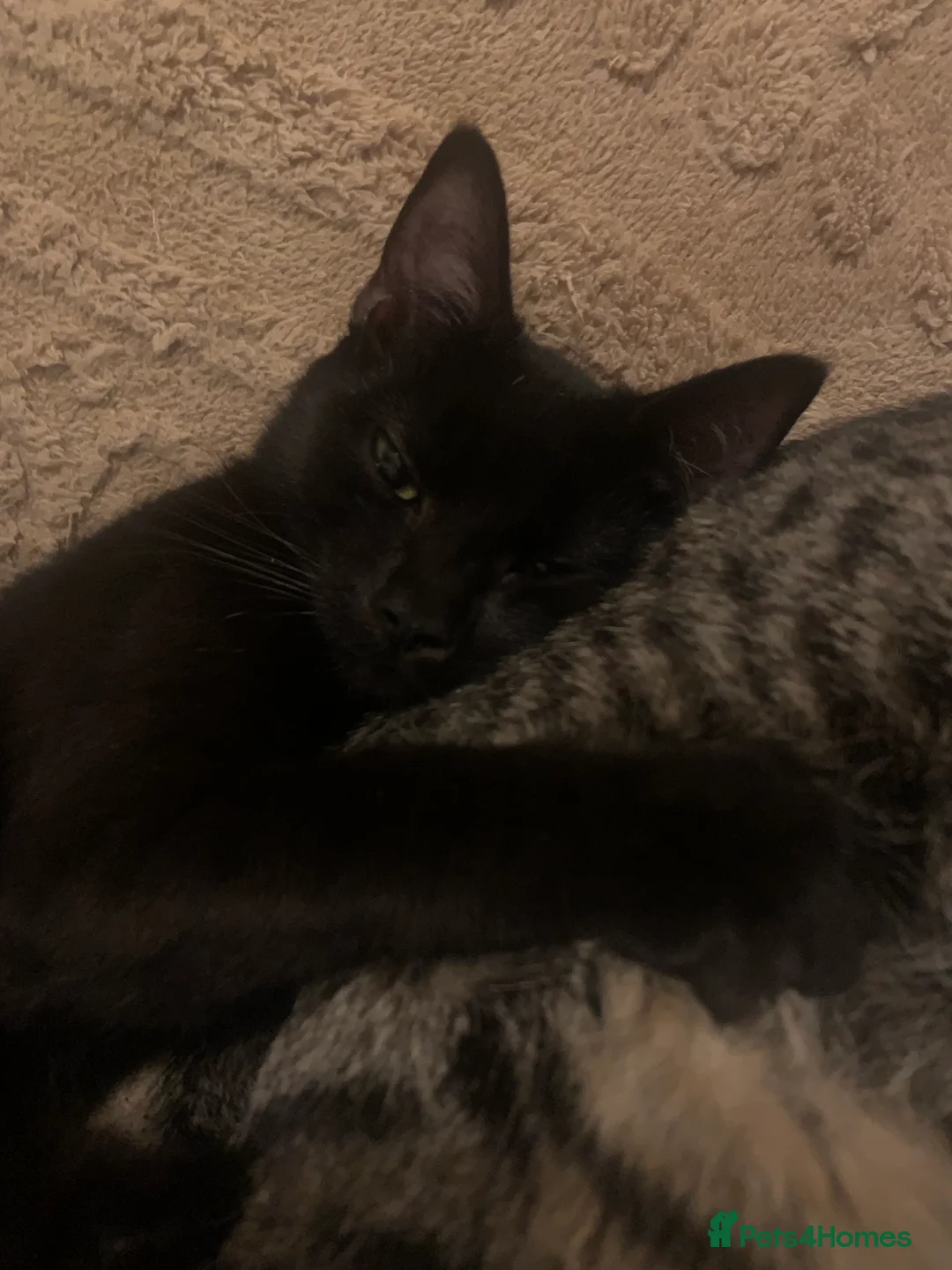 Mixed Breed cats for sale: Youngsters looking for home - Advert 3