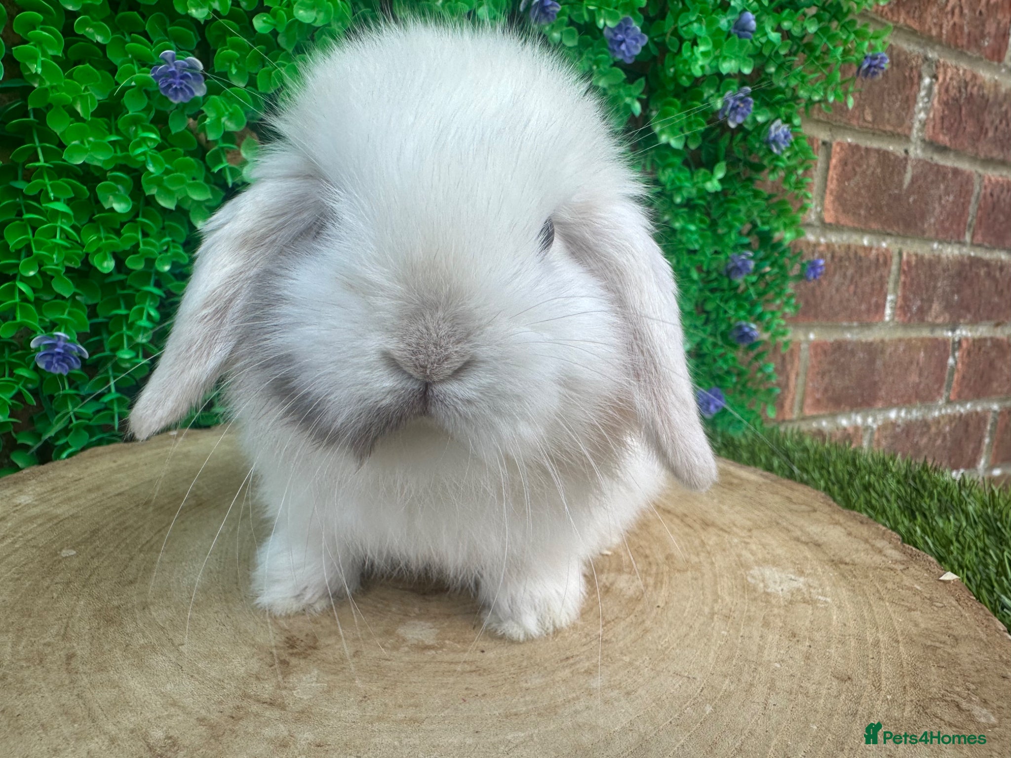 Mini Lop rabbits Stunning purebred mini lop bucks ready to reserve - Advert 2