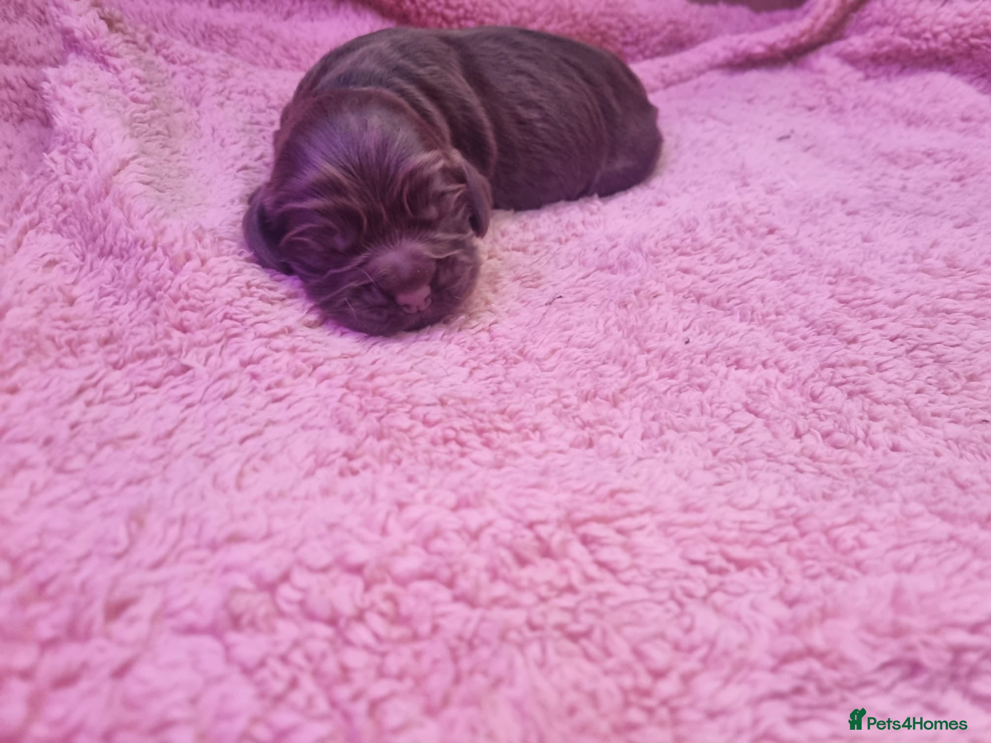 Cocker Spaniel dogs Stunning show cocker spaniel puppy’s  - Advert 2