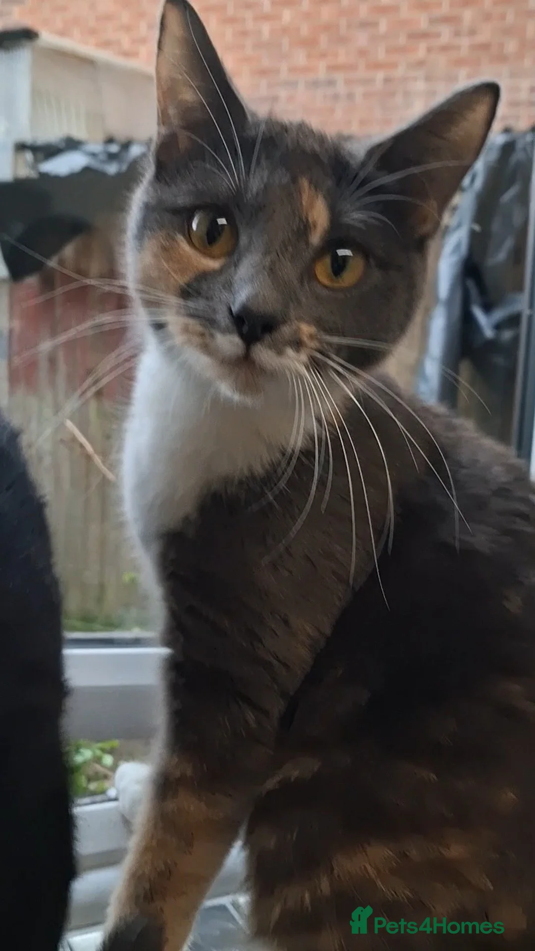 Russian Blue cats for sale: Beautiful mixed Russian blue kittens  - Advert 1