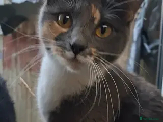 Russian Blue cats Beautiful mixed Russian blue kittens - Advert 2