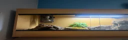 Skink reptiles for sale: Northern Blue Tongue Skink 6 Months Old Male in Wallsend - Advert 9
