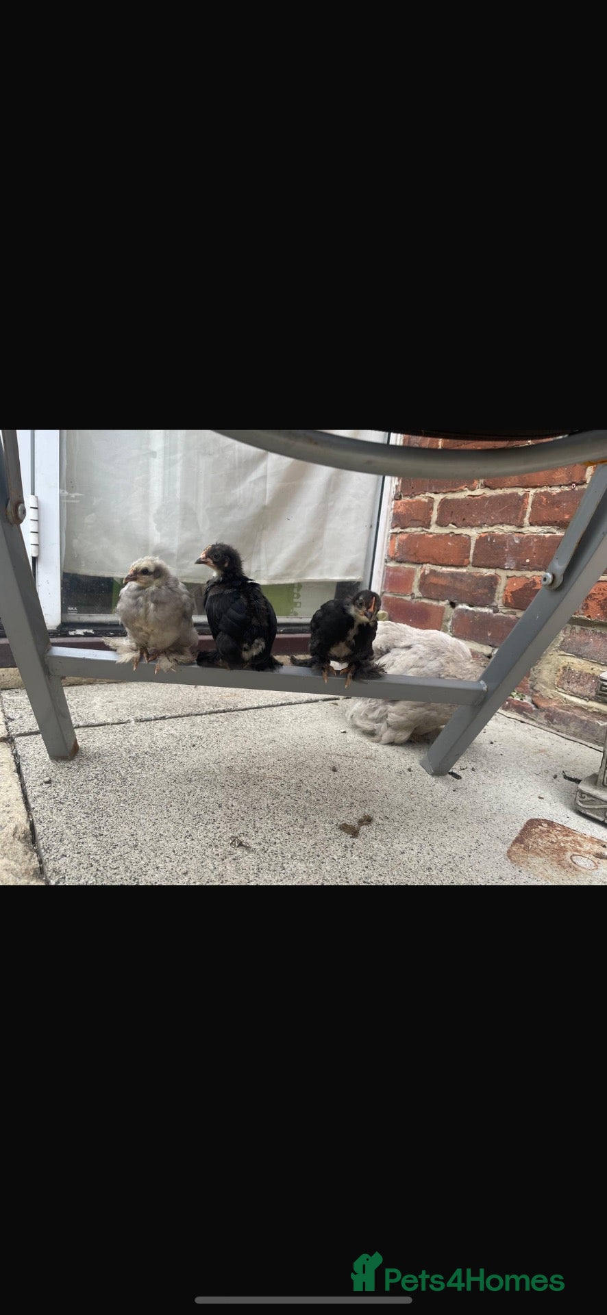 Chickens poultry 2 bantam pekin roosters rehoming  - Advert 23