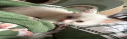 Ragdoll cats for sale: Gorgeous Ragdoll Kittens - Advert 7