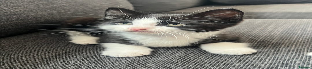 Domestic Shorthair Kitten 1