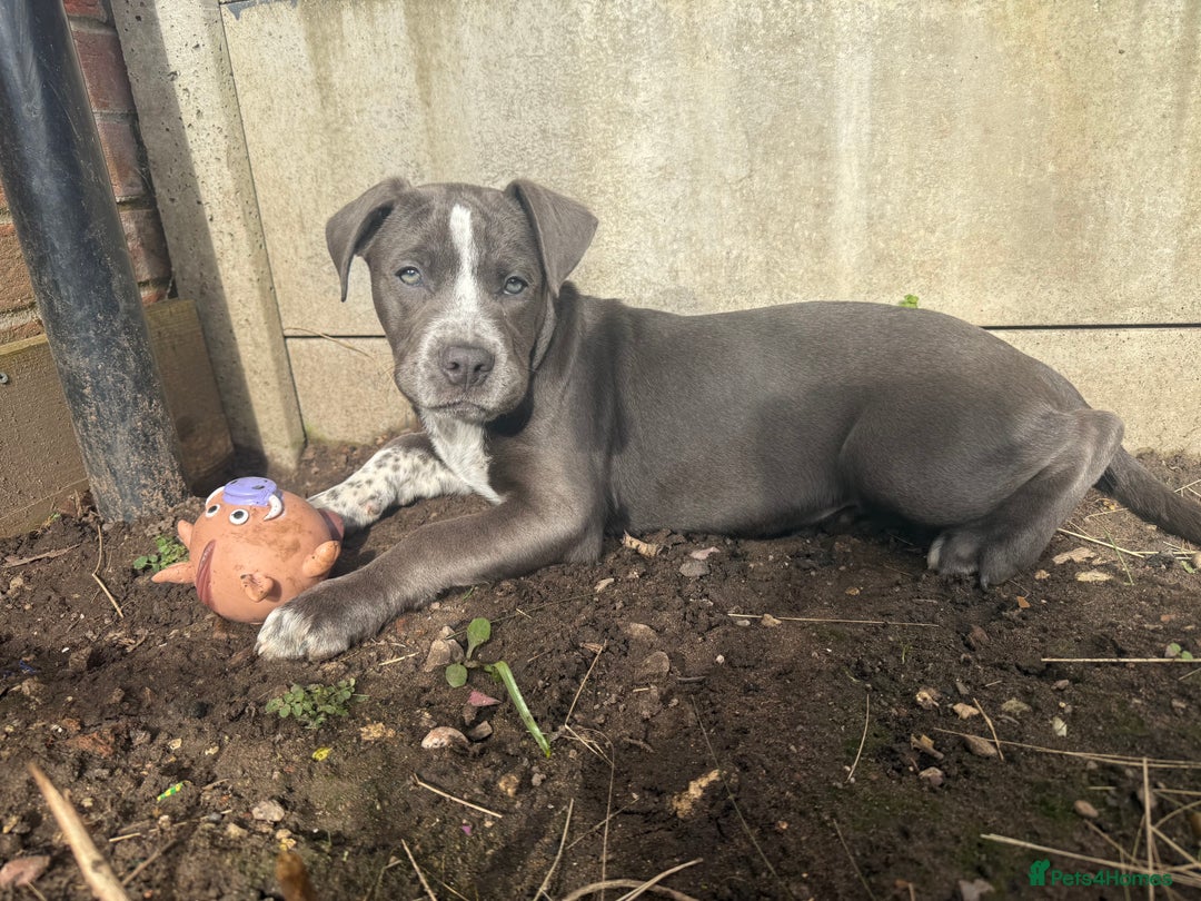 Mixed Breed dogs for sale: Bulldog x Staffie for rehoming.  - Image 4