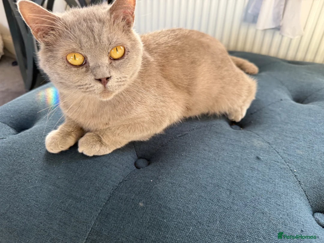 British Shorthair cats for sale: Adult - British Shorthair Lilac – - Advert 2