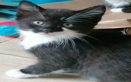 Mixed Breed cats for sale: Adorable kittens - Image 5