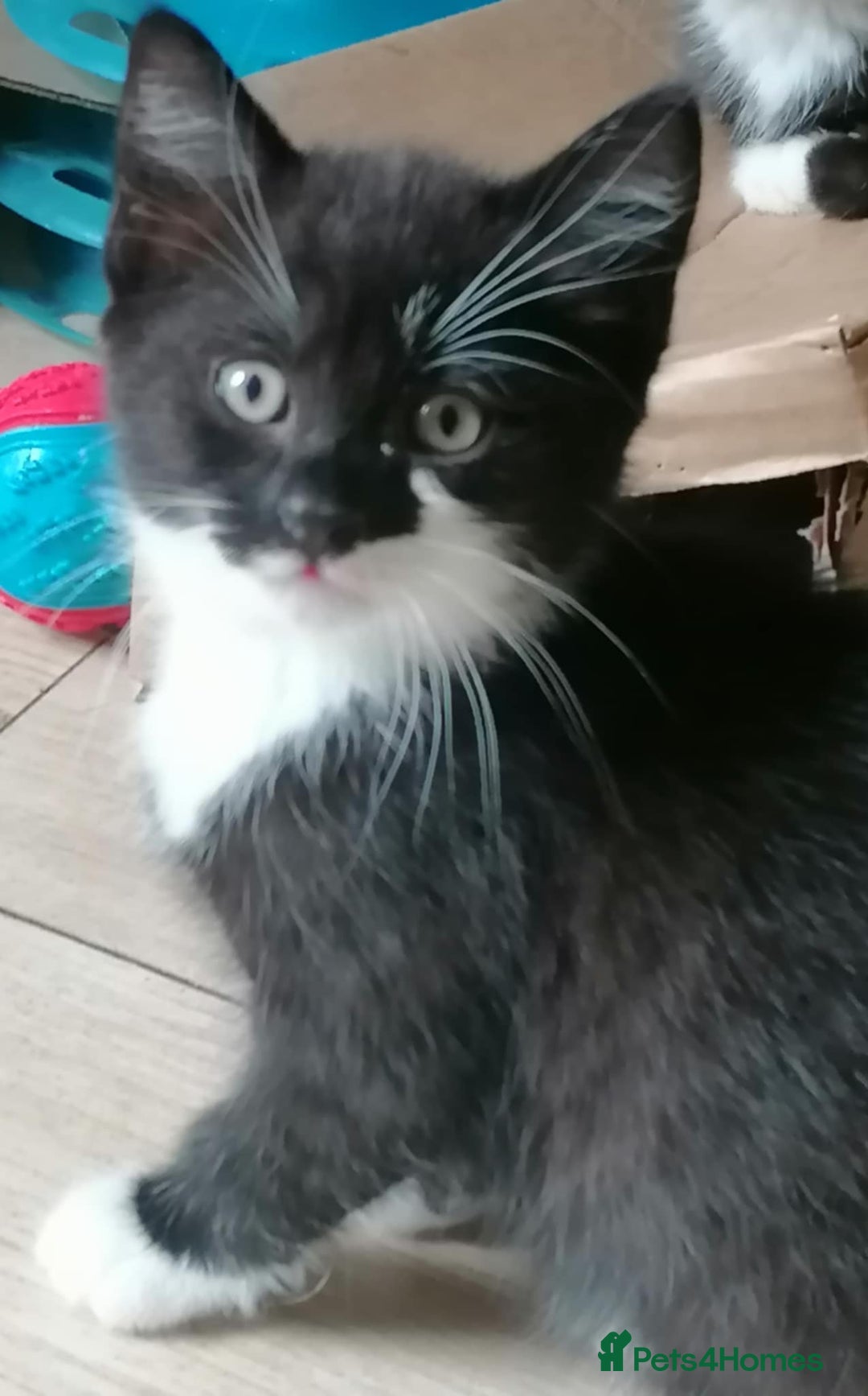 Mixed Breed cats for sale: Adorable kittens - Image 5