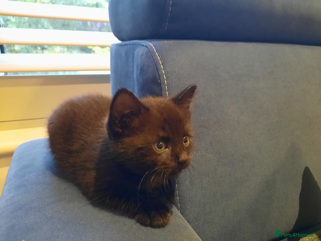 Mixed Breed cats for sale: 2 sweet kittens for sale - Advert 11