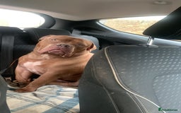 American Bully dogs for sale: Po the Pocket Bully in Buckingham - Image 3