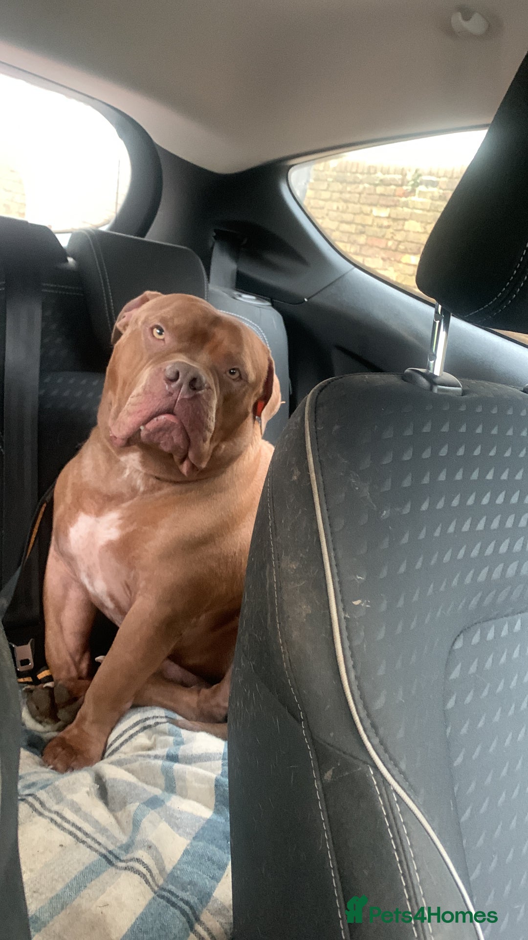 American Bully dogs for sale: Po the Pocket Bully in Buckingham - Image 3
