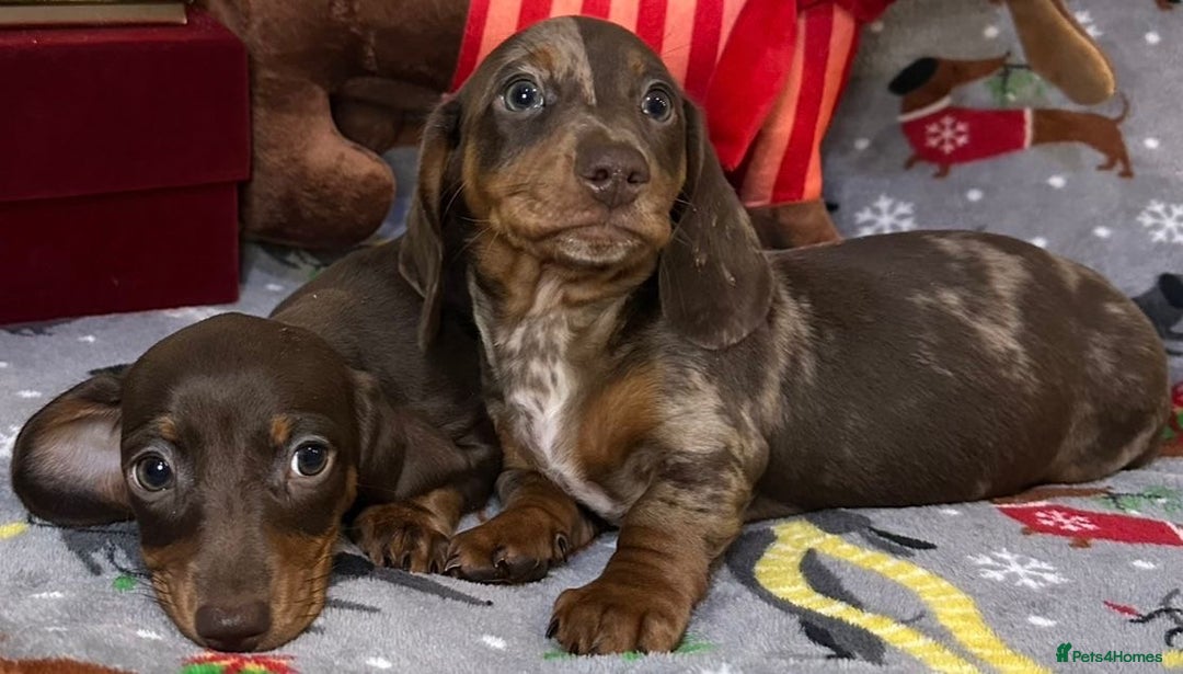 Miniature Dachshund dogs for sale: Two beautiful mini smooths available  - Advert 7