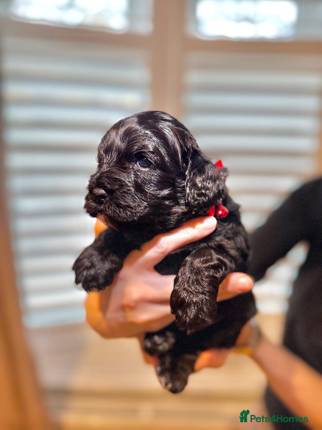 Cavapoo dogs for sale: Black Cavapoo F1 girl available 🐾👸 - Advert 5