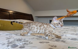 Bengal cats for sale: 🖤🤎🤍 Beautiful Bengal Kittens 🤍🤎🖤 in Barnoldswick - Image 1
