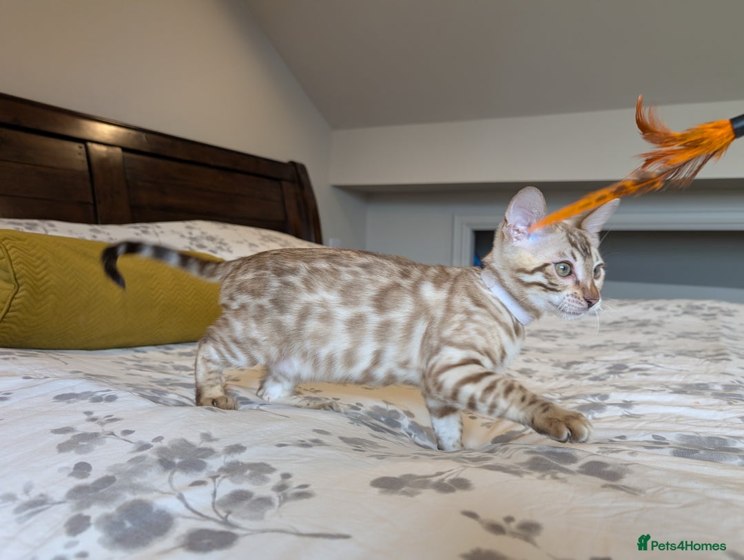Bengal cats for sale: 🖤🤎🤍 Beautiful Bengal Kittens 🤍🤎🖤 in Barnoldswick - Image 1