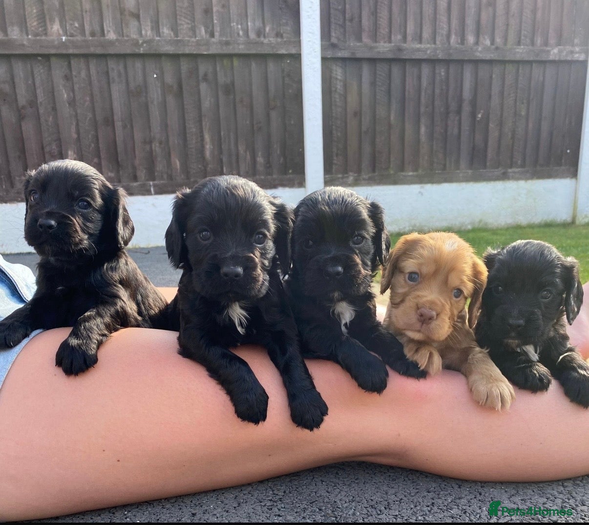 Cocker Spaniel dogs Working Cocker spaniel puppies  - Advert 2