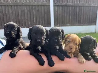 Cocker Spaniel dogs Working Cocker spaniel puppies - Advert 2