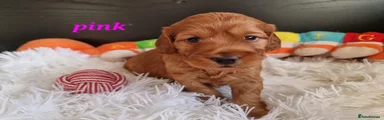 Cockapoo 6