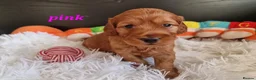 Cockapoo dogs for sale: F1 Cockapoo puppies fully DNA tested parents  - Advert 9
