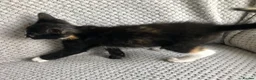 Mixed Breed cats for sale: Kittens for sale  in Hungerford - Advert 13
