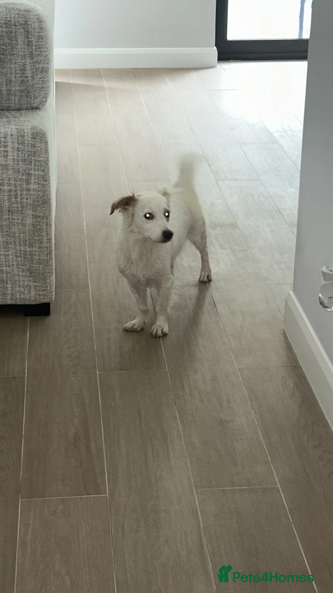 Mixed Breed dogs for adoption: 🐾 Meet Danny – Looking for His Forever Home ♥️ - Advert 6