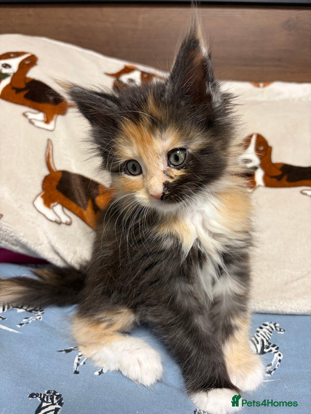 Maine Coon cats for sale: Champion Russian line full Maine coon kittens - Advert 19