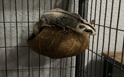 Sugar Glider rodents for sale: Two female sugar gliders with full set up - Image 6