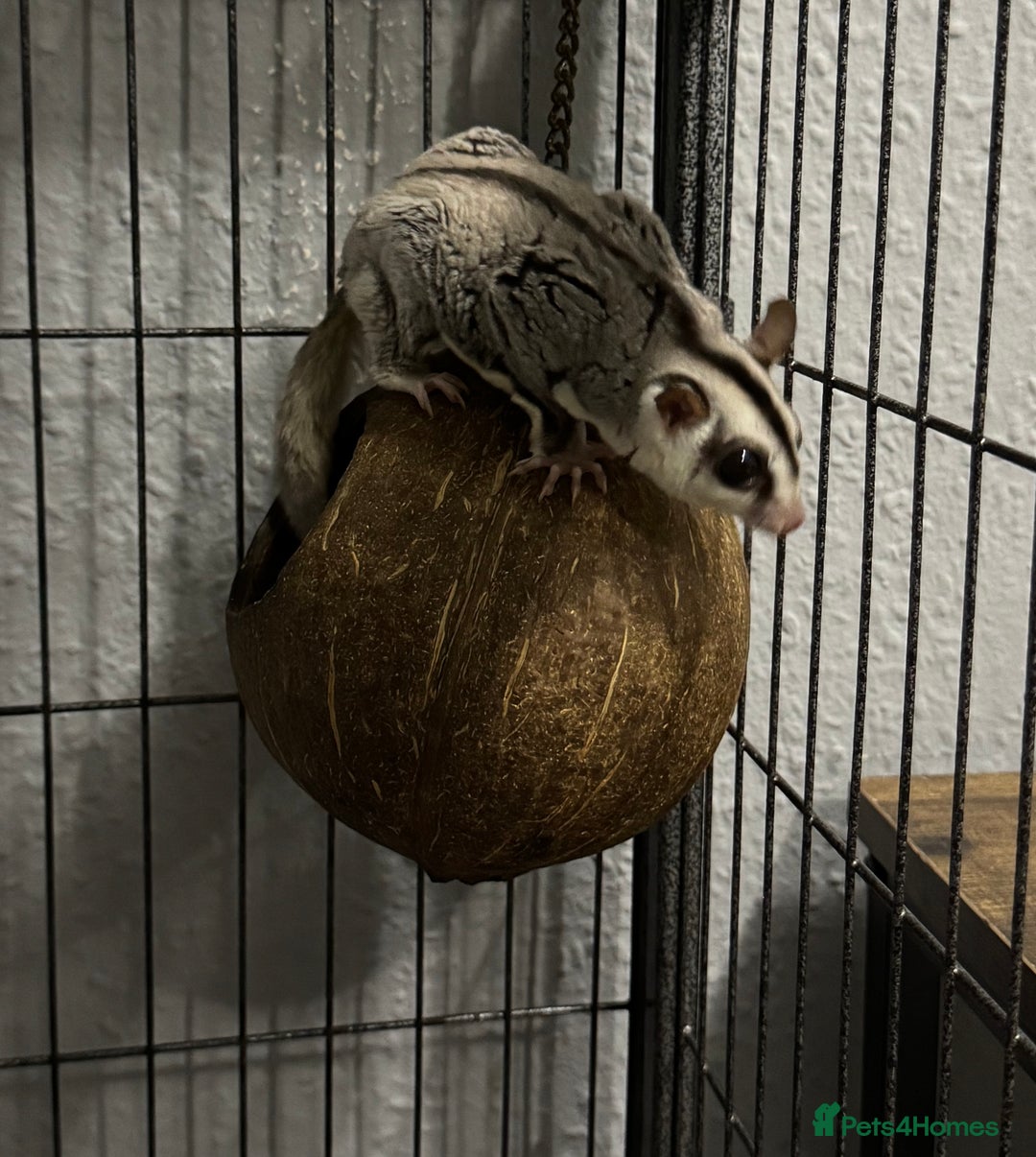 Sugar Glider rodents for sale: Two female sugar gliders with full set up - Image 6