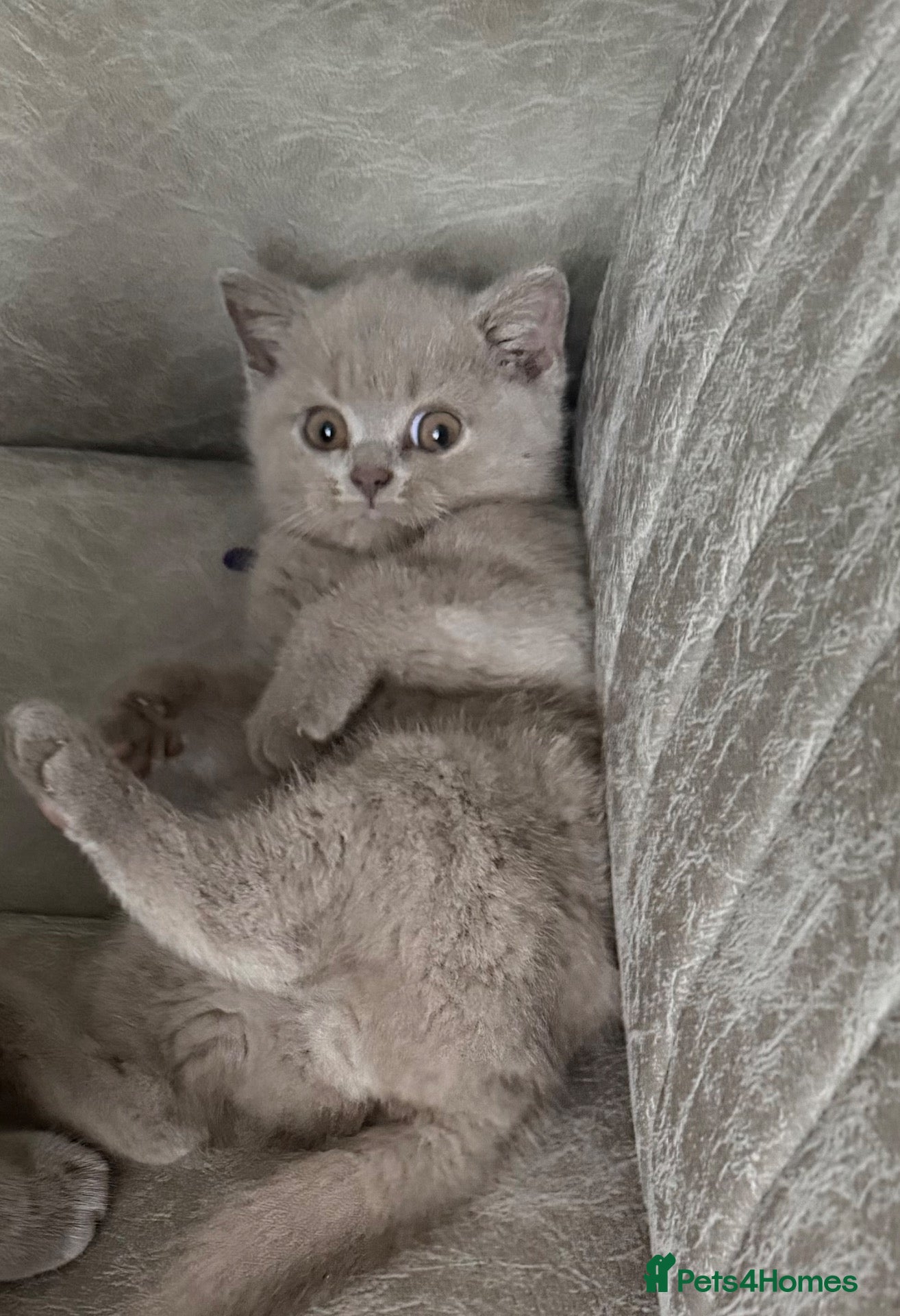 British Shorthair cats Beautiful GCCF Registered BH Kittens, Choc & Lilac - Advert 6