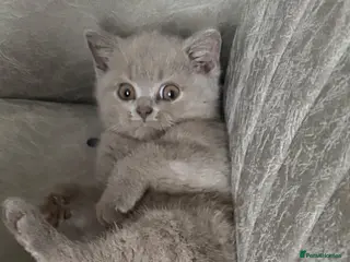 British Shorthair cats Beautiful GCCF Registered BH Kittens, Choc & Lilac - Advert 6