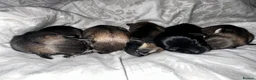 Miniature Schnauzer dogs for sale: Kc Reg  Miniature Schnauzer puppies - Advert 3