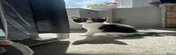 Mixed Breed cats for sale: Two gorgeous girl kittens  - Advert 9