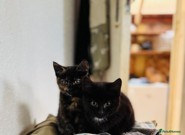 Domestic Shorthair cats - Advert 16