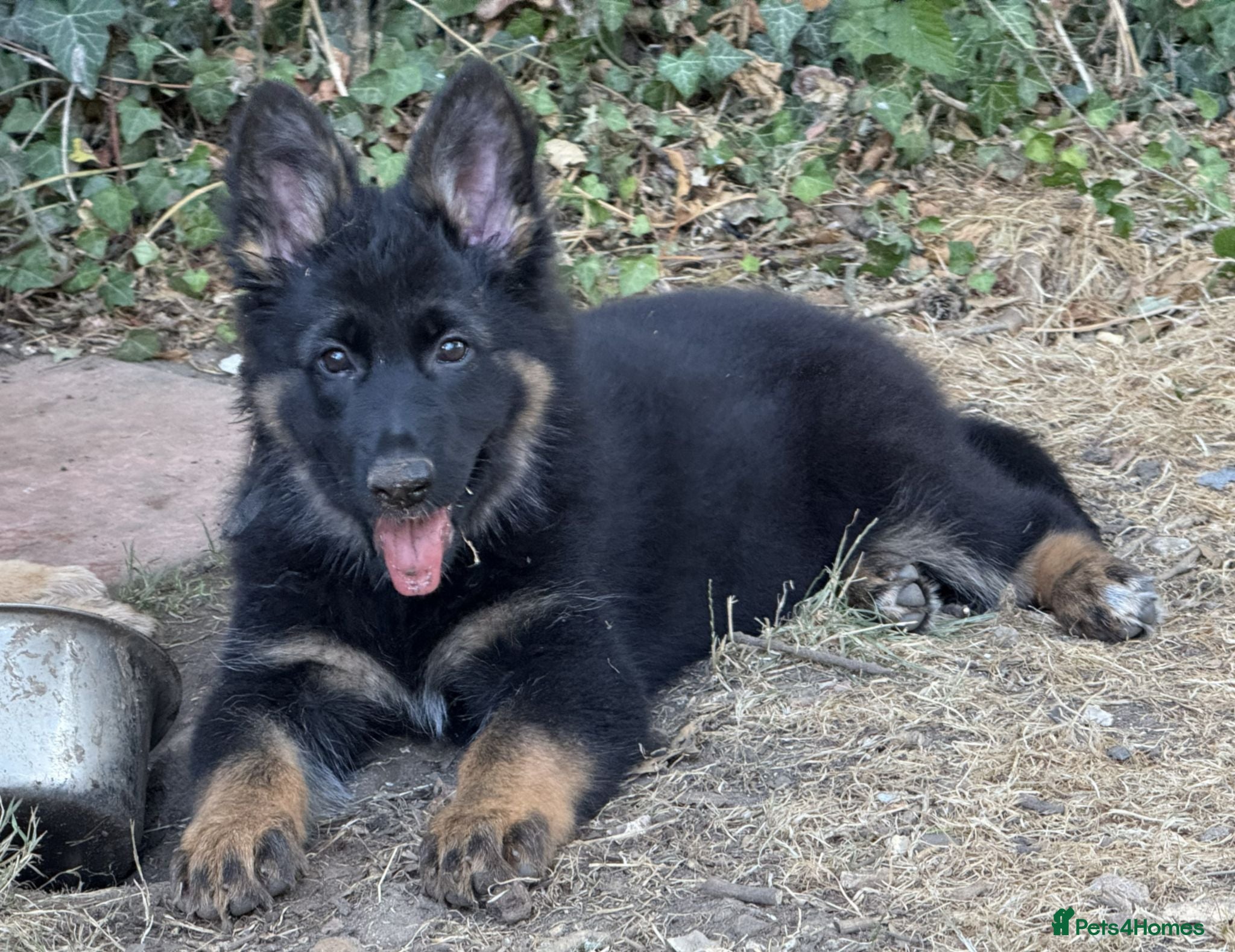 German Shepherd dogs Quality Longcoat Pups With Health tested Parents  - Advert 1