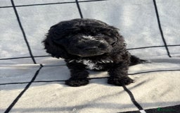 Cockapoo dogs for sale: 🐾STUNNING F1 COCKERPOOS 🐾health tested parents🐾 - Image 17