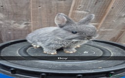 Lionhead rabbits for sale: Baby Lionhead rabbits 8 weeks old - Image 5