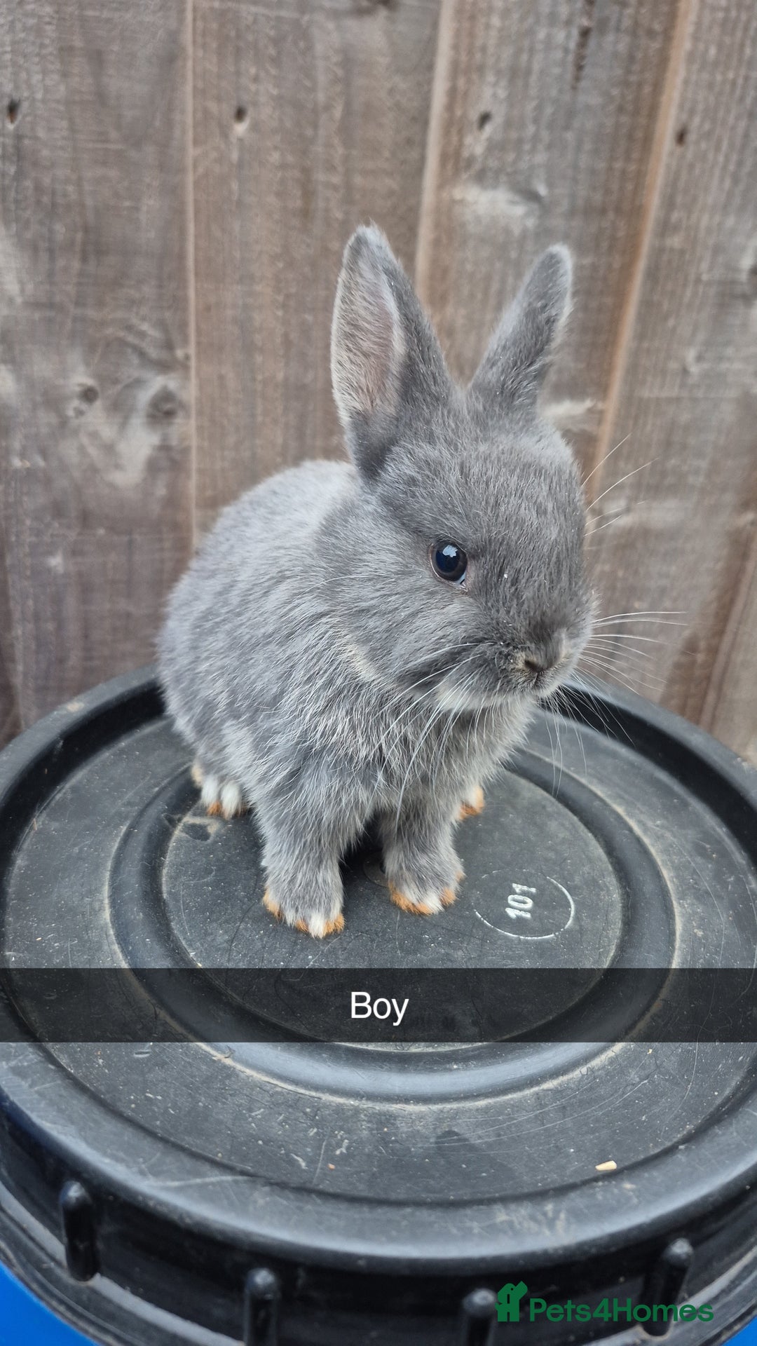 Lionhead rabbits for sale: Baby Lionhead rabbits 8 weeks old - Image 5