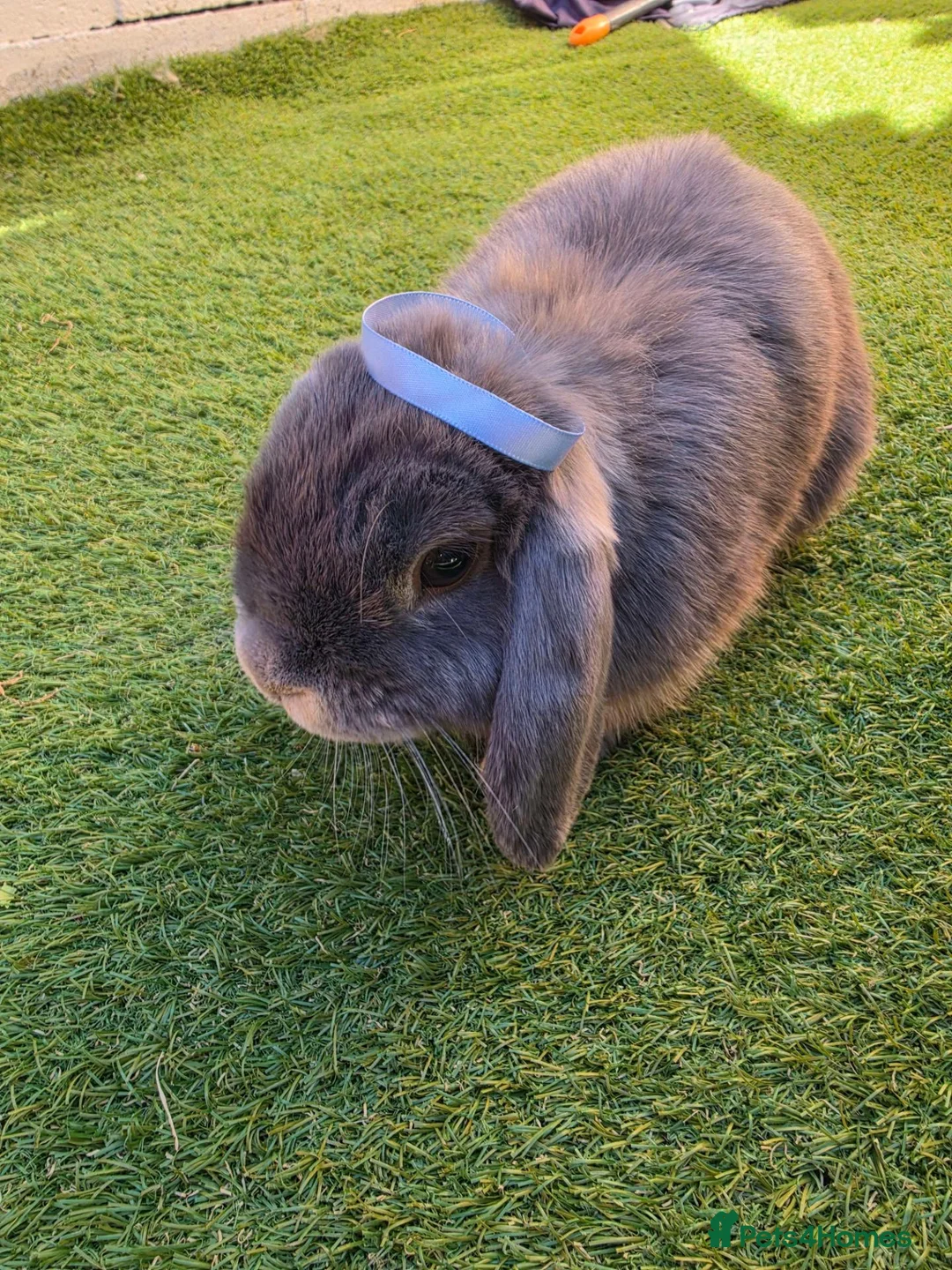 Mini Lop rabbits for sale: ‼️IN DESPERATE NEED OF HOME‼️female grey mini lop in London - Advert 1