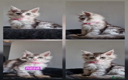 Maine Coon cats for sale: Big beautiful black silver tabby pedigree  kittens - Image 5