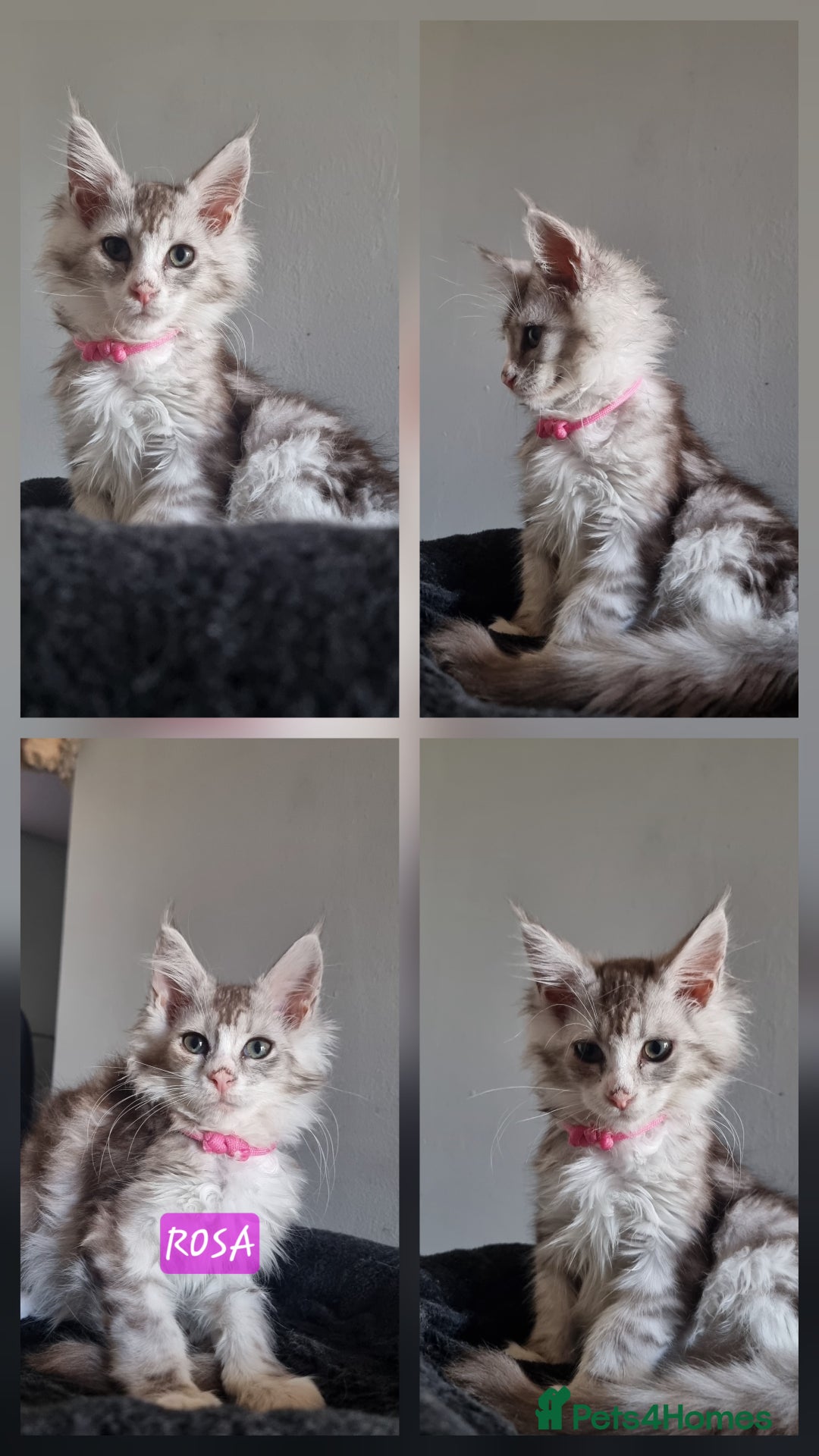 Maine Coon cats for sale: Big beautiful black silver tabby pedigree  kittens - Image 5