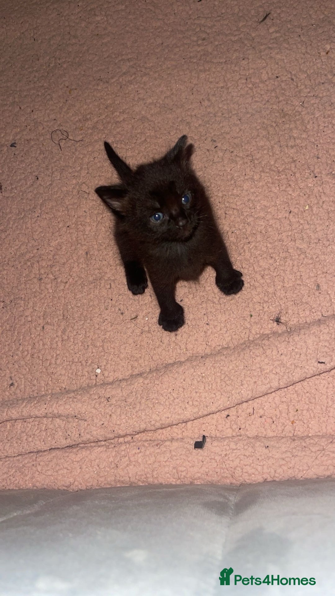 Domestic Shorthair cats for sale: Kittens for sale  - Image 2