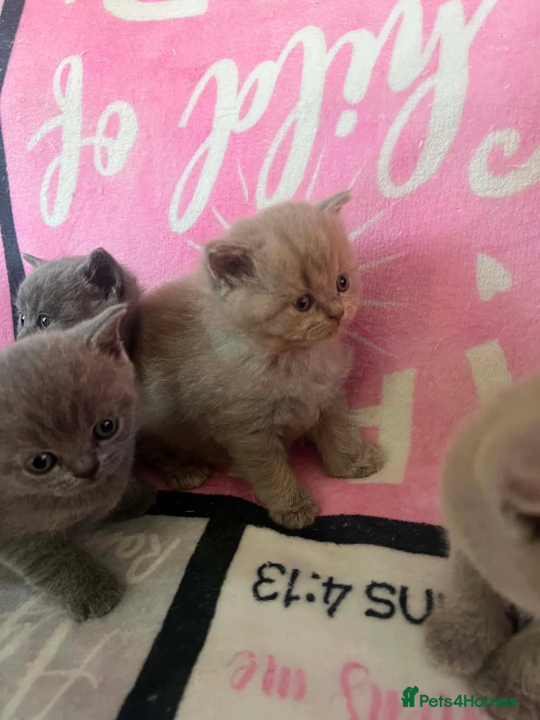 British Shorthair cats for sale: Amazing British shorthair kittens!!!… in Grays - Advert 2